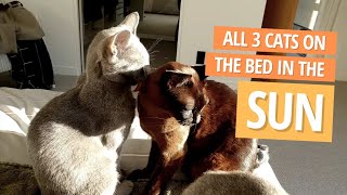 The one with all 3 Cats on the bed in the sun - Russian Blue & Burmese Cats by Rupert the Cat and Family 473 views 2 years ago 1 minute, 47 seconds