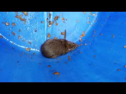 Video: Zamke za štakore. Borba protiv štakora u kući