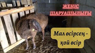 Қой төлдету маусымы...