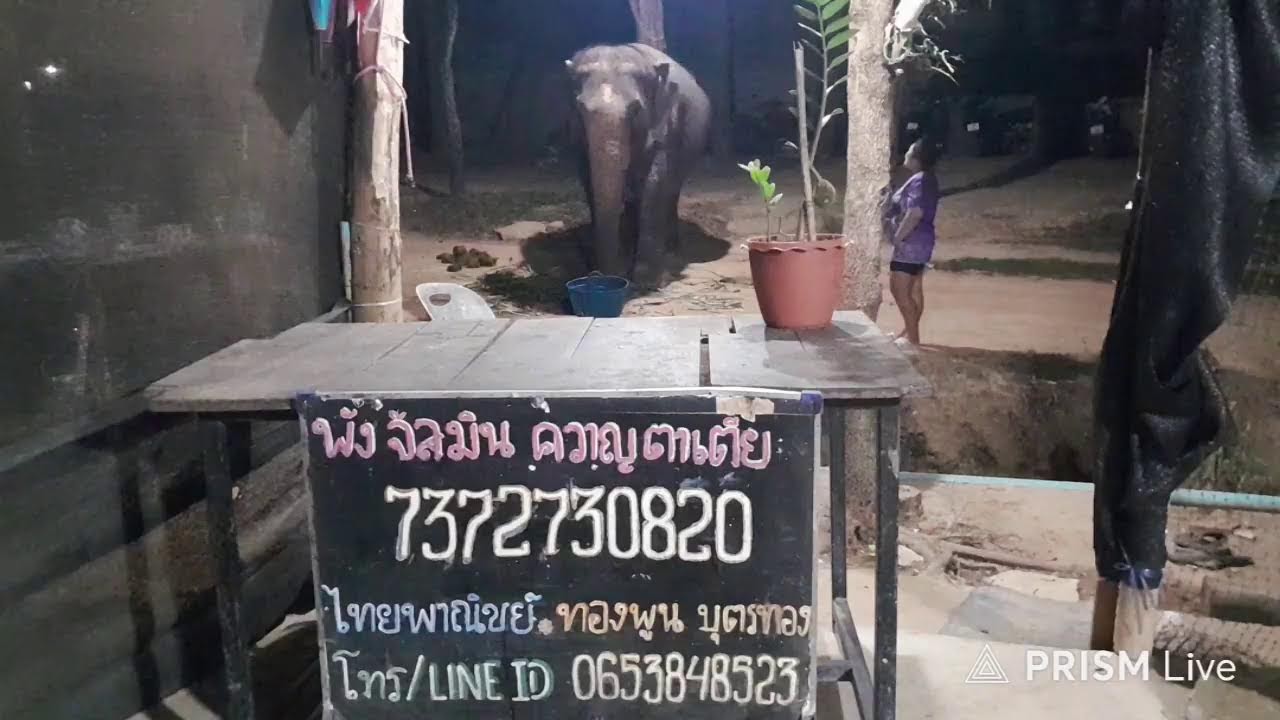 เมตตาป้อนผลไม้ช้างชรา2เชือกด้วยนะครับ🐘🐘