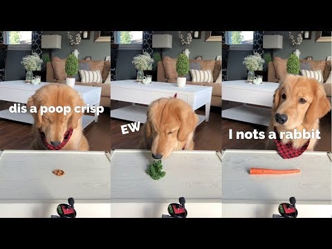ASMR Dog Reviewing Different Types of Food – Tucker Taste Test #3