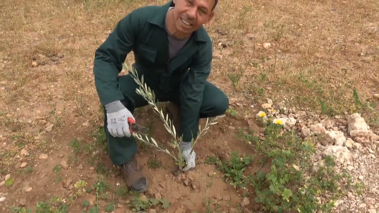 تكوين المبكر لأشجار الزيتون لنوكدوك وإزالة الدعامات من منطقة  بير مزوي