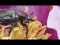 The Incredible Wildlife of Europe's Most Unique Valley | 4K