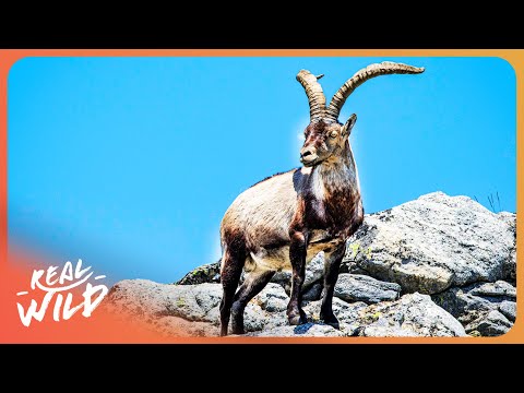 The Incredible Wildlife of Europe's Most Unique Valley | 4K documentary thumbnail