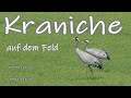 Kraniche auf dem Feld,