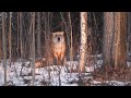 Fox Barking in Fairbanks, Alaska!