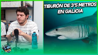 Encuentran un tiburón de 3'5 metros en Galicia, Tiburón Solraya 🦈 | La Vida es un Carnaval