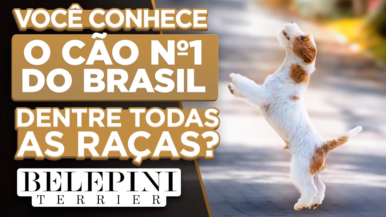 O CÃO Nº1 DO BRASIL CBKC 2025: O Feito Histórico do Jack Russell Terrier Clipper | Cinofilia Digital