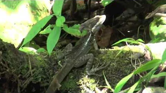 Esquinas Lodge, Costa Rica: Garden