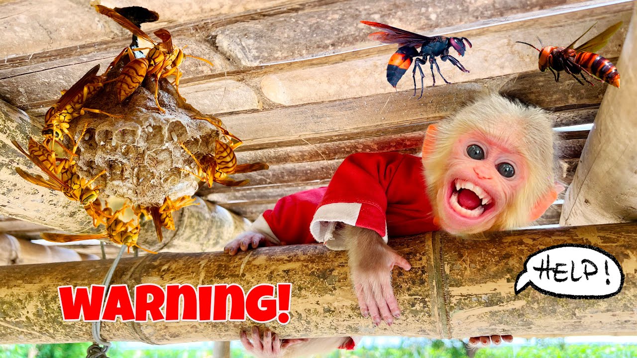 Is it dangerous for Bobby to play with a hornet's nest