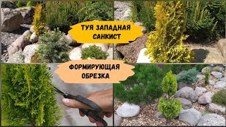 Туя западная Санкист. Формирующая обрезка.