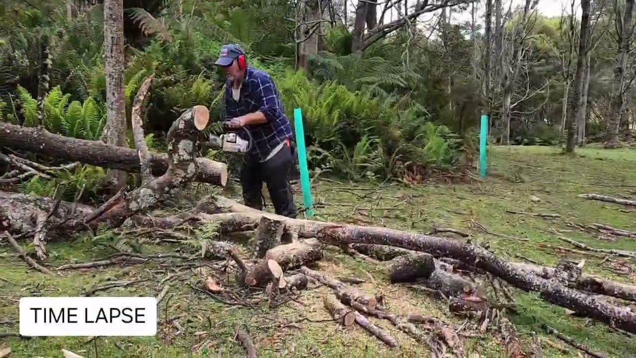 бензопилой распиливают поваленные деревья на усадьбе