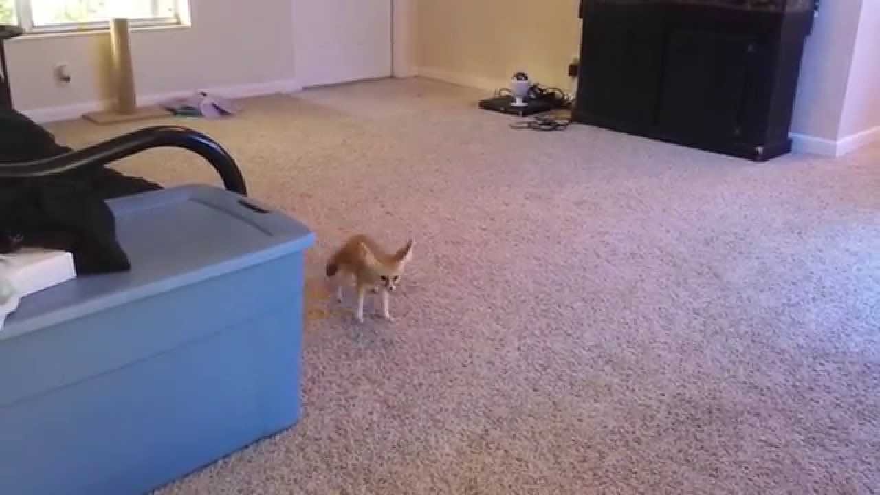 skydive chicago Scout the fennec fox makes cat jealous