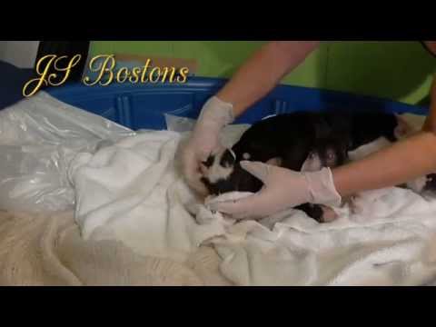 breeding boston terriers whelping