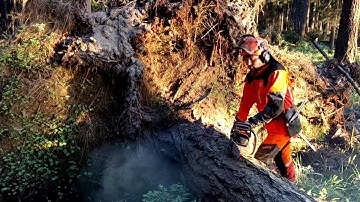 Complete tree processing with the Husqvarna 572XP chain saw