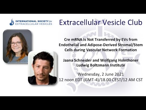 Jaana Schneider and Wolfgang Holnthoner: EV cargo transfer during vascular formation