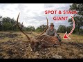Stalking big axis deer with a bow  close shot