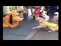 Guide Dog in Training Gets Super Excited Meeting Pluto at Disneyland Guide Dog in Training Gets Super Excited Meeting Pluto at Disneyland