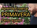 Aprenda enxertar Primavera passo a passo- Video longo bem detalhado