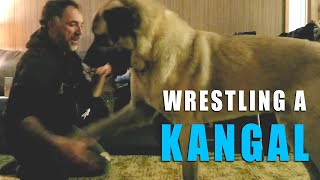 Wrestling A Male Kangal | Ash The Kangal | Turkish Kangal Dogs by Ash The Kangal 3,145 views 1 year ago 3 minutes, 10 seconds