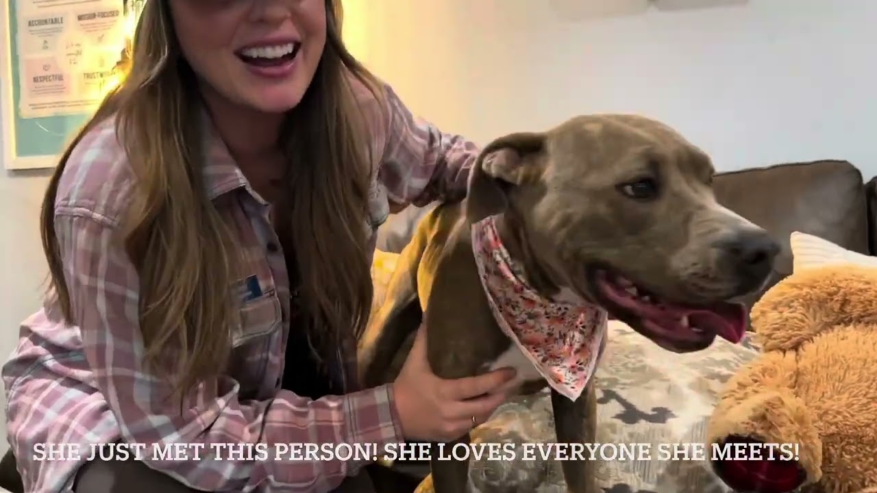 Luna Lulu - the lovable family dog