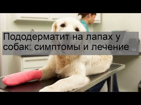 Видео: Потные лапы у собак