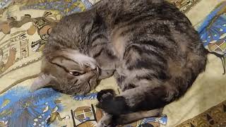 Кошка смешно спит) Кошка смешно спит)