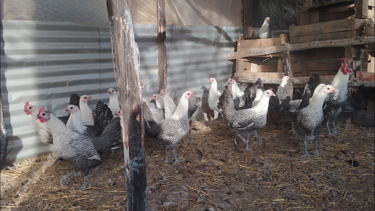 اهم سببين للنجاح في مشروع تربية الدجاج البياض