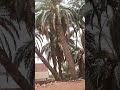 مقتطفات  الجزائر  ورقلة