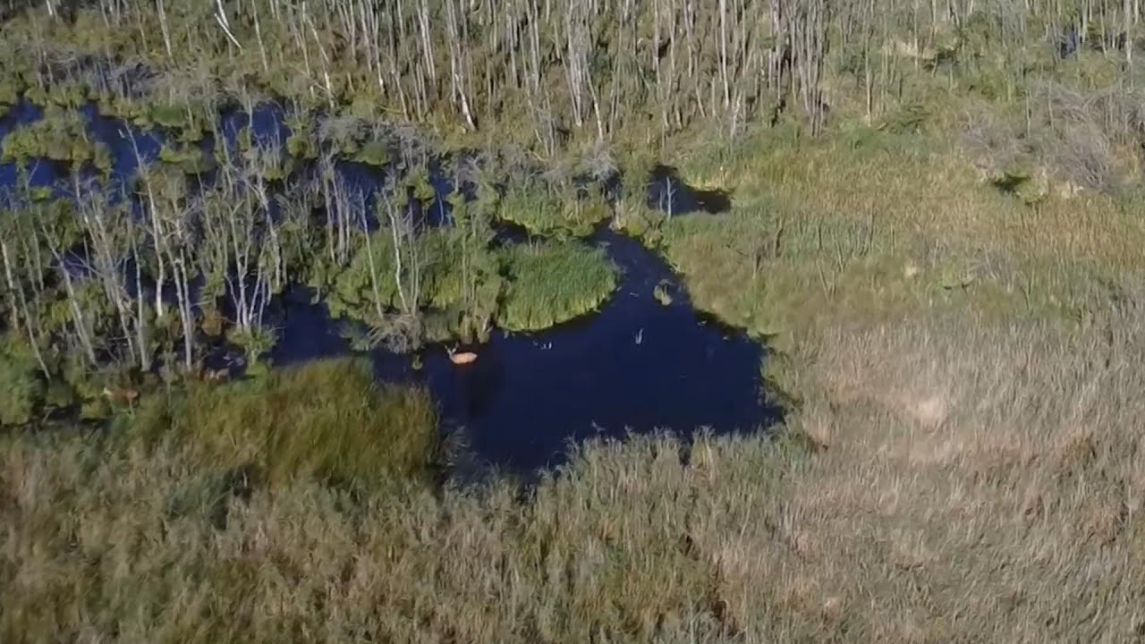 Dolina Dolnej Wisły cz2 – Unisław i okolice, Torfowisko Linie - dronem 2025