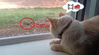 Cat Watching A Chipmunk by Sir Titan The Cat 200 views 3 months ago 1 minute, 21 seconds