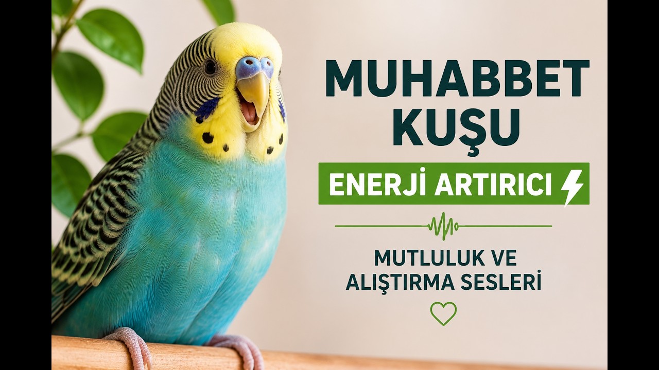 🔥 Muhabbet Kuşu Enerji Artırıcı – Mutluluk ve Alıştırma Sesleri