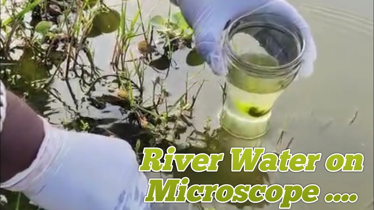 Unbelievable Discovery Under Microscope - You Won't Believe What We Found in a River!