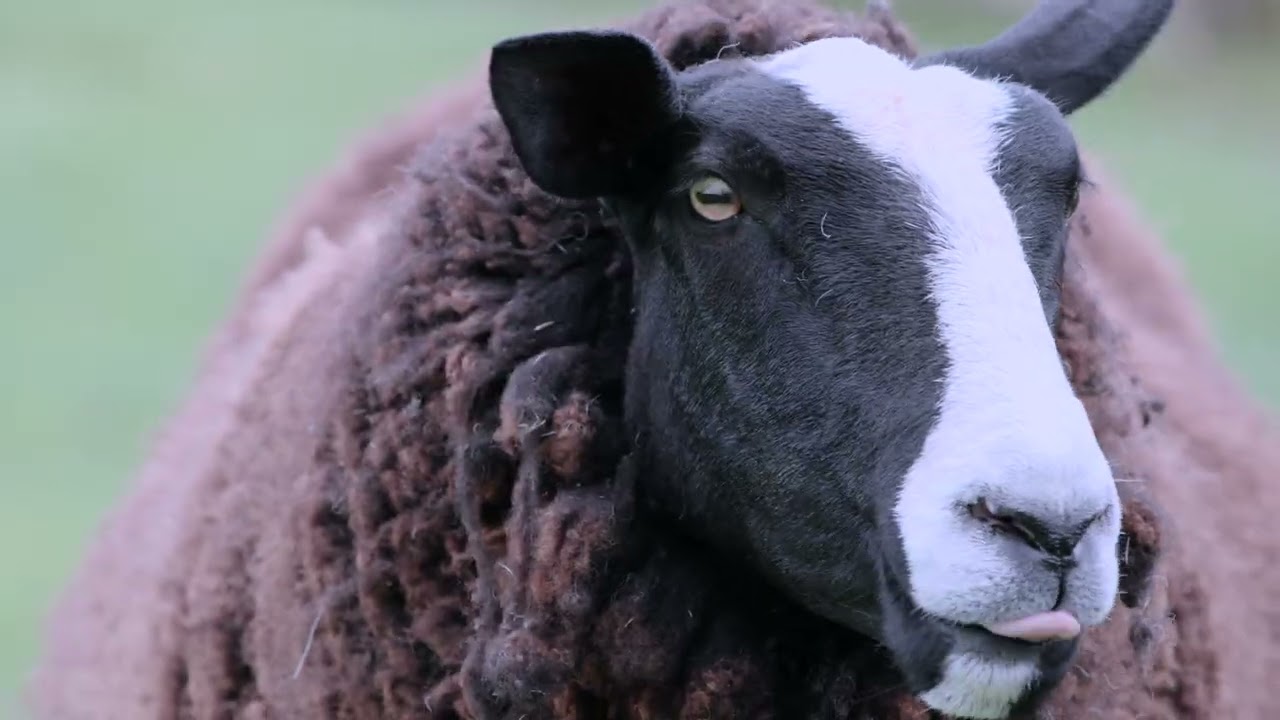 Heads of Ayr Farm Park 30 Years of Family Adventures