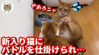 【保護猫】新入り保護猫にバトルを仕掛けられた先住猫が反撃した結果！？ by Hana Channel.保護猫ライフ 73,927 views 6 months ago 15 minutes