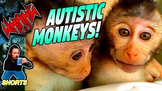 Autistic Monkeys Made in a Lab! - Internet Shorts