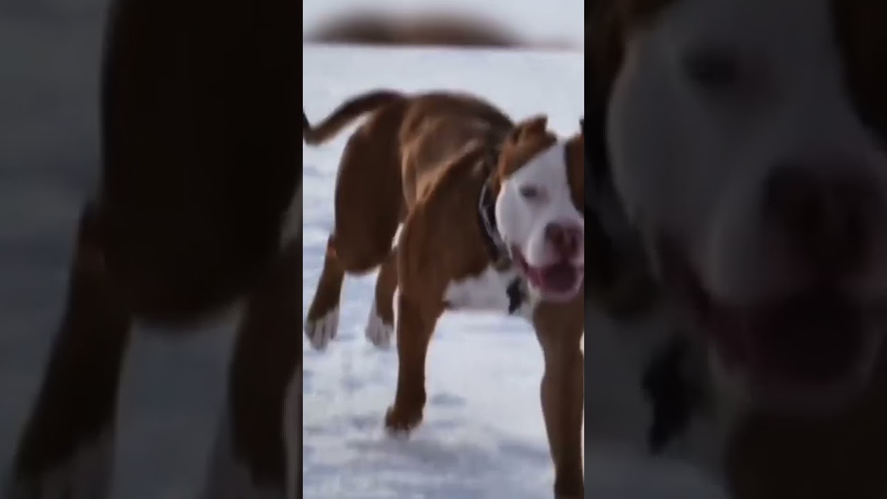 CLASSIC Size Pitbull Dog Video 🐶🐶🐶🐶🐶🐶🐶🐶____( Pitbull Lovesz Tv)