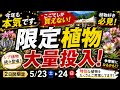 【限定植物大量投入】今年も本気で準備しました…