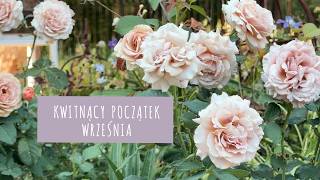Blooming September🌸Mokarosa rose, Japanese anemones, devil's-bit scabious and a unique aster
