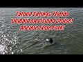 Tarpon Springs - Anclote Key State Park Dolphin Cruise and Island Tour Shelling