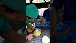 Cie Cie Diam Ngintip & Mantau Durian Lokal Asli Indonesia