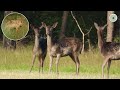 Een Wolf, Damherten, Edelherten &amp; meer wild | Veluwe