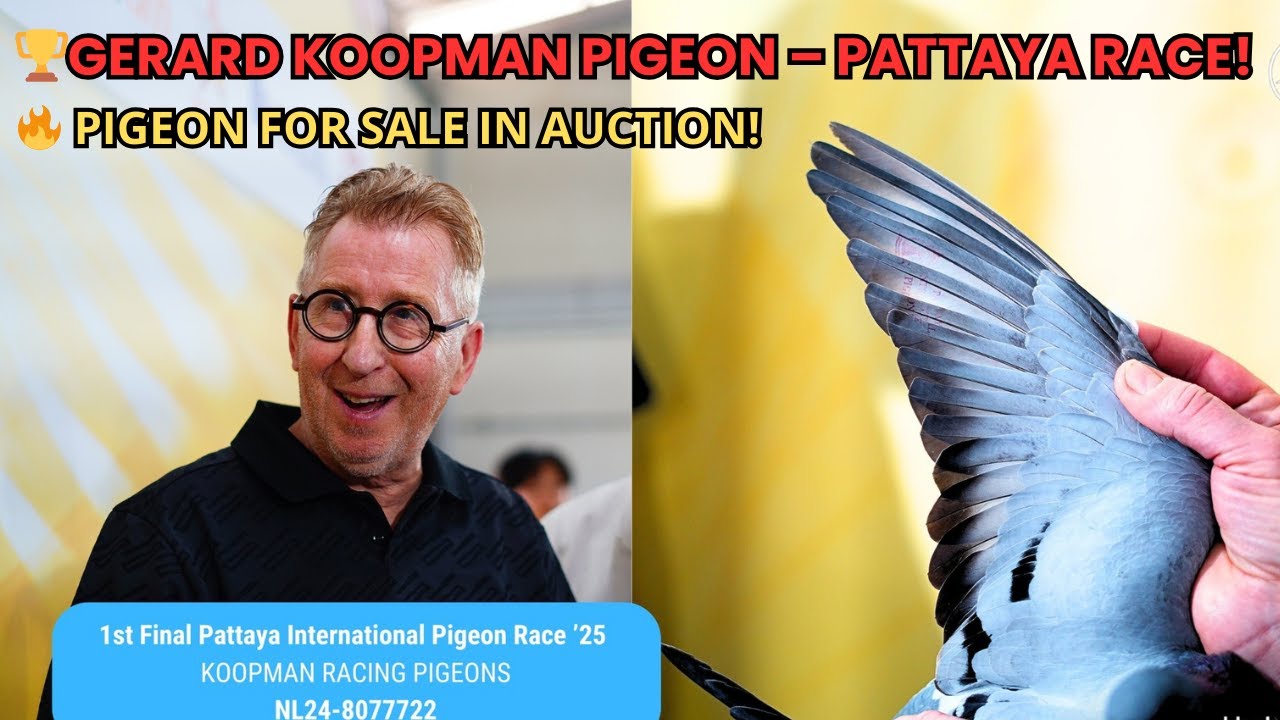 🏆 Лучшие гоночные голуби Международной гонки голубей в Паттайе 2024 года! 🕊️🔥
