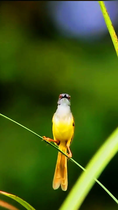 Burung Perenjak Rawa, Yellow-bellied Prinia #shorts