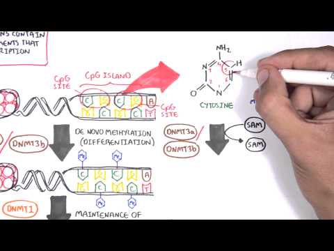 Video: Imbangan DNA Metilasi Dan Demethylation Dalam Perkembangan Kanser