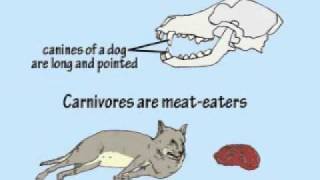 3A   Teeth