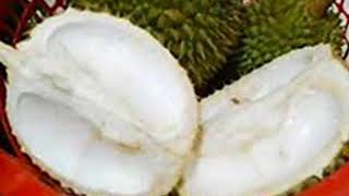 Wajib Tahu !! 9 Manfaat dan Khasiat Kulit Durian Untuk Kesehatan