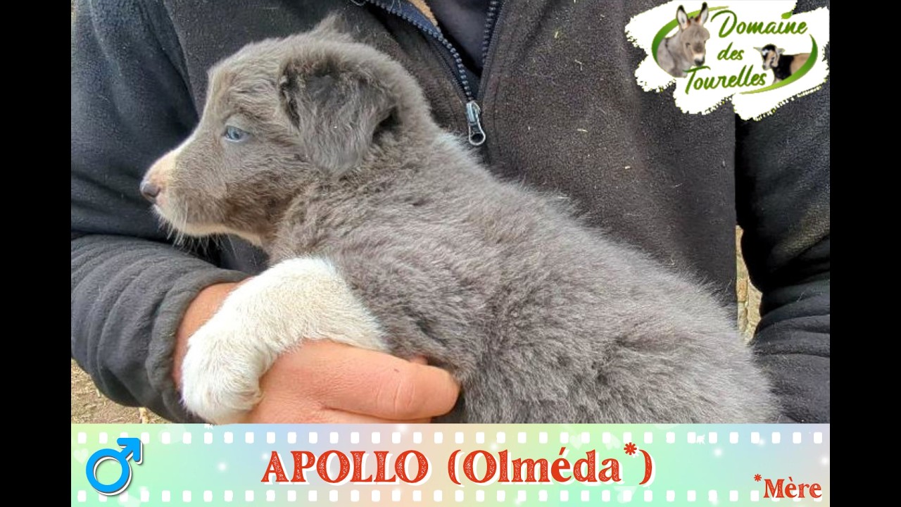 Diaporama de APOLLO (mâle 3 d'Olmeda* - 2025/2026)