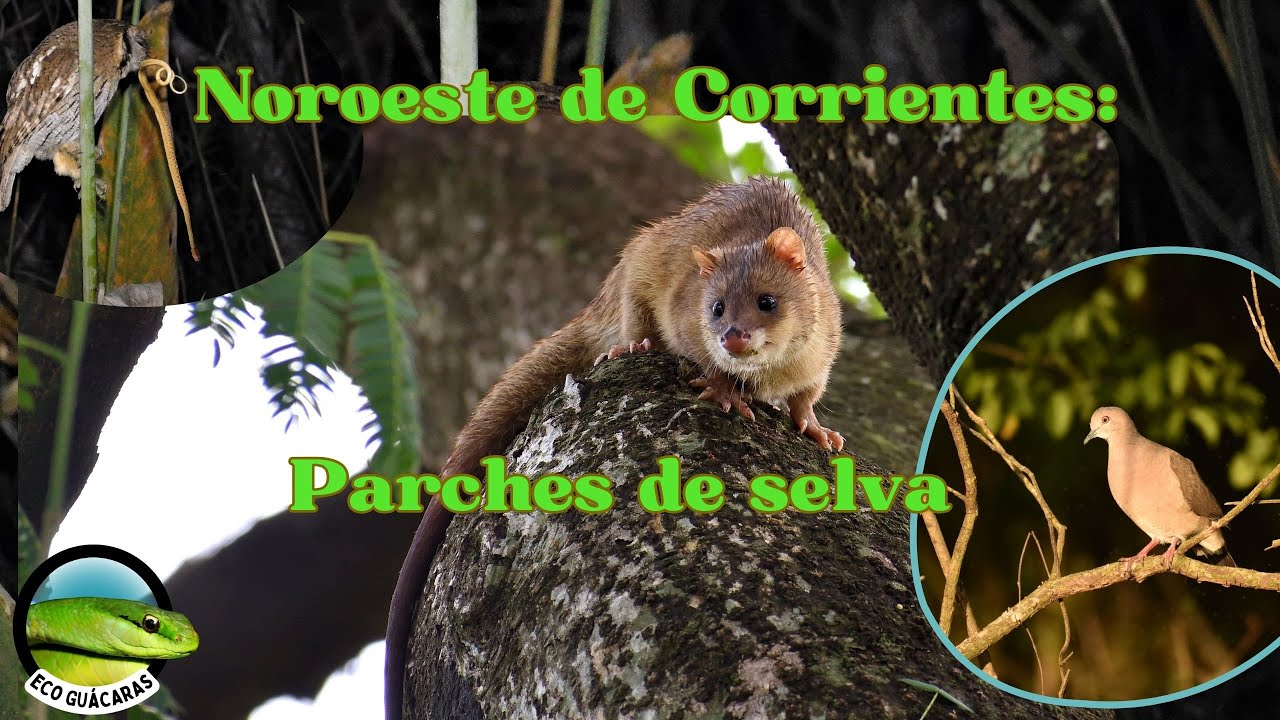 Corrientes salvaje: Parches de selva.