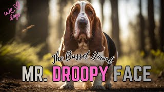 10 Facts about the Basset Hound